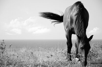 Fototapete Schwarz-weiß-muster mit einem dunklen pferd
