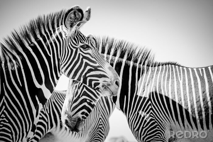 Fototapete Schwarz-Weiß-Muster mit Zebras