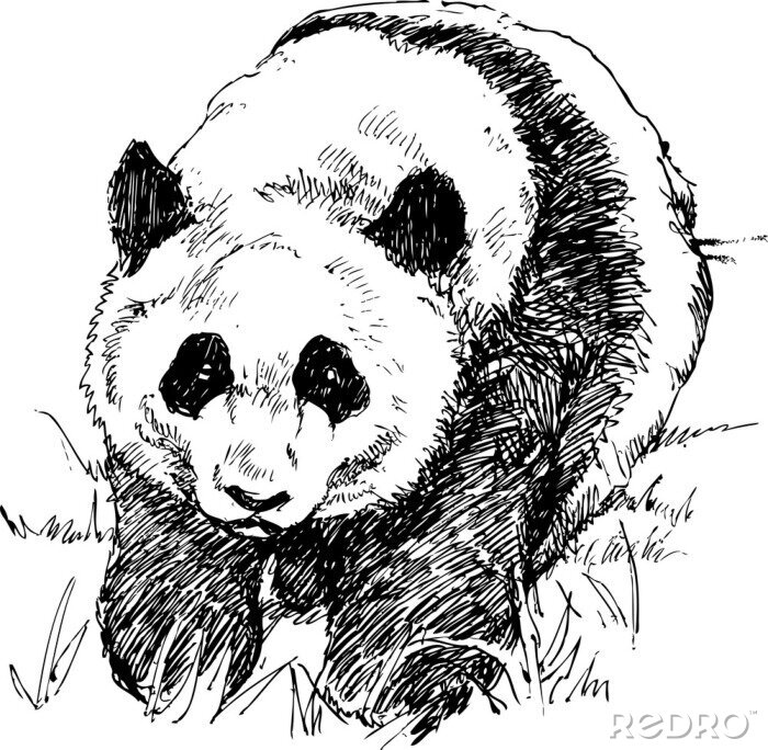 Fototapete Schwarz-weiß-panda-zeichnung