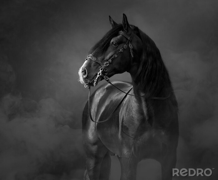 Fototapete Schwarz-weiß Pferde Pferd m Nebel