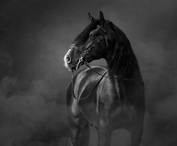 Fototapete Schwarz-weiß Pferde Pferd m Nebel