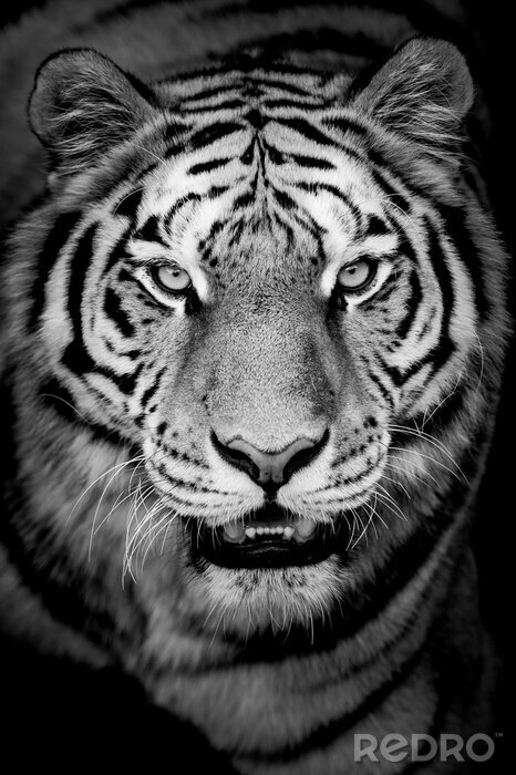 Fototapete Schwarz-weiß-porträt eines tigers
