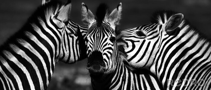 Fototapete Schwarz-Weiß-Porträt eines Zebras