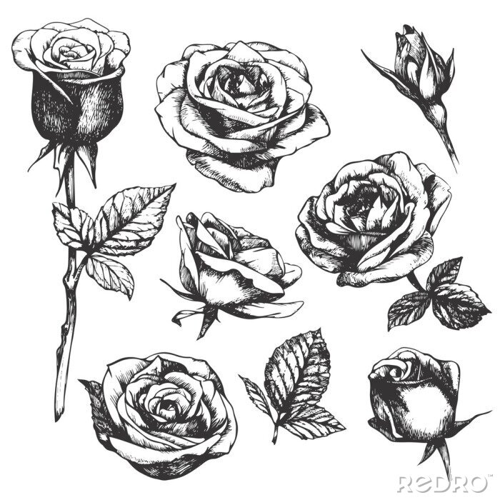 Fototapete Schwarz-Weiß-Skizze mit Rosen