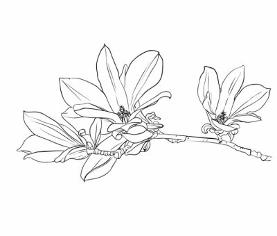 Schwarz-Weiß-Zeichnung einer Magnolie