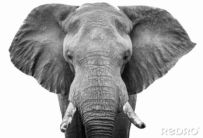 Fototapete Schwarz-Weiß-Zeichnung mit einem laufenden Elefanten