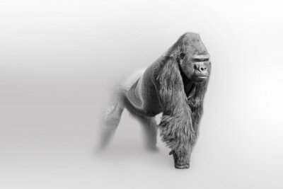 Schwarz-Weiß-Zeichnung mit einem männlichen Gorilla