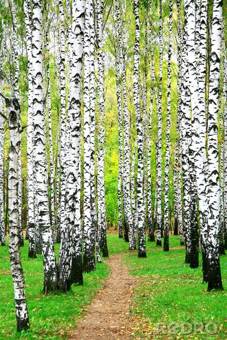Fototapete Schwarz-weiße Birken und Pfad