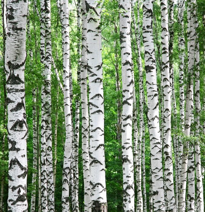 Fototapete Schwarz-weiße Birken vor dem Hintergrund des Grüns