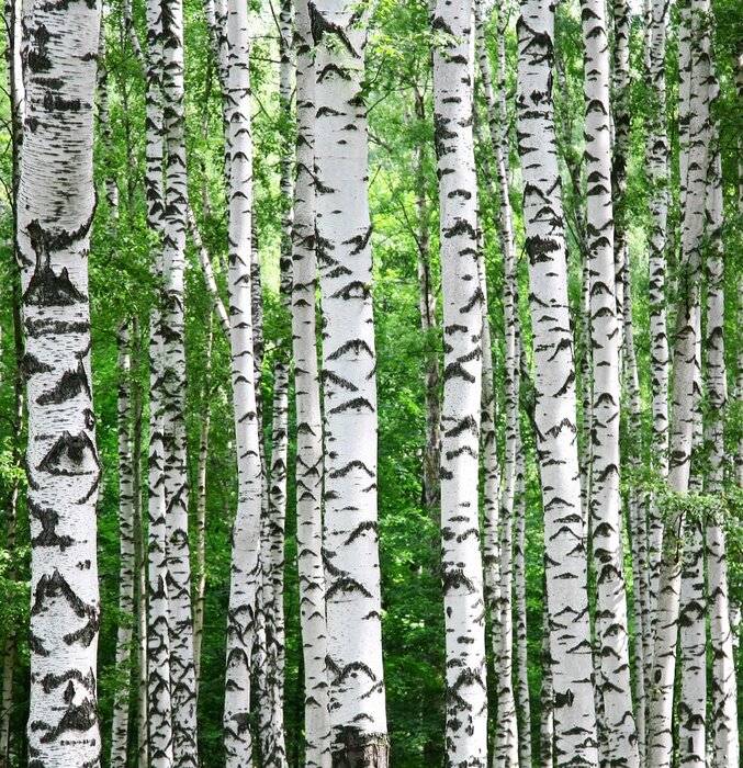 Fototapete Schwarz-weiße Birken vor dem Hintergrund des Grüns