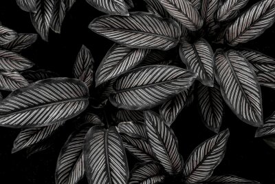 Schwarz-weiße Blätter einer Wildpflanze