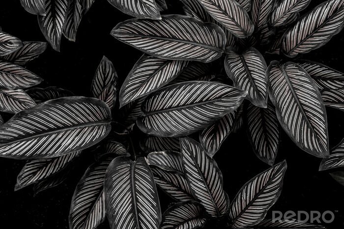 Fototapete Schwarz-weiße Blätter einer Wildpflanze