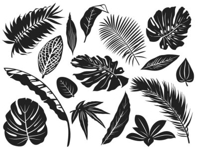 Schwarz-weiße Blätter von verschiedenen Pflanzenarten