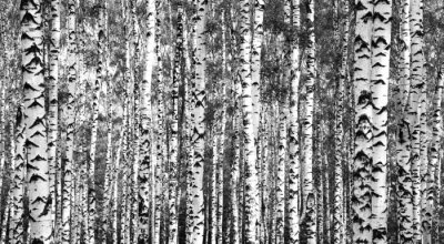 Fototapete Schwarz-weiße dichte Birken