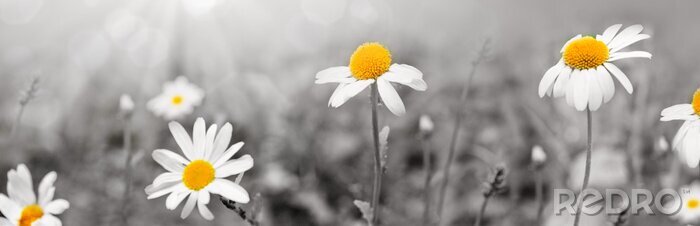 Fototapete Schwarz-Weiße Gänseblümchen mit gelbem Akzent