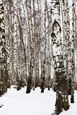 Fototapete Schwarz-weiße Landschaft Birken