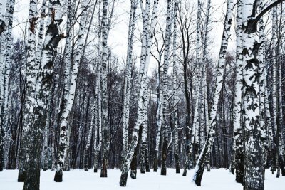 Fototapete Schwarz-weiße Landschaft mit Birken