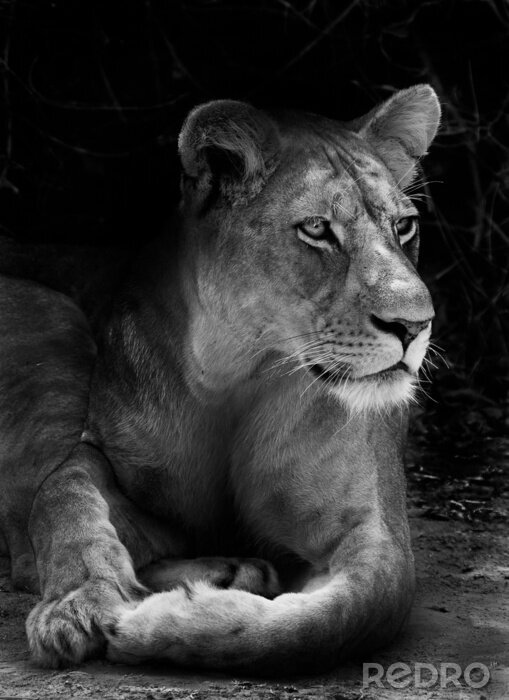 Fototapete Schwarz-weiße Löwin aus Afrika