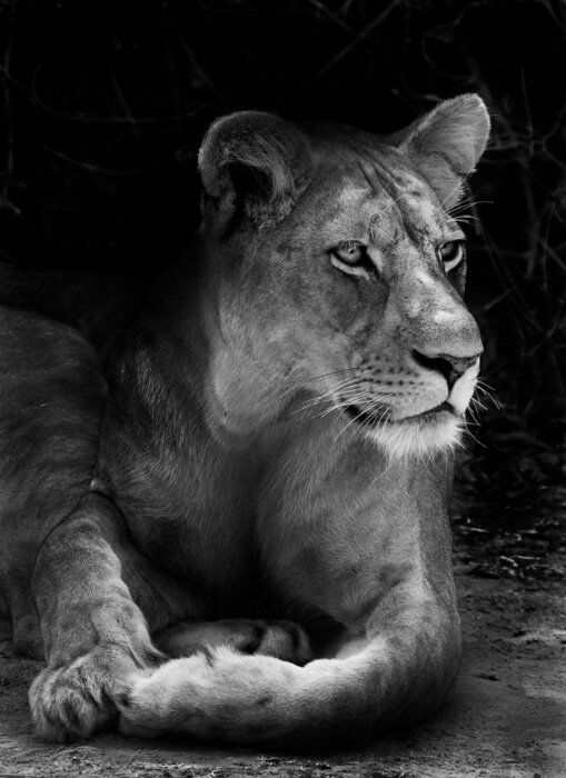 Fototapete Schwarz-weiße Löwin aus Afrika