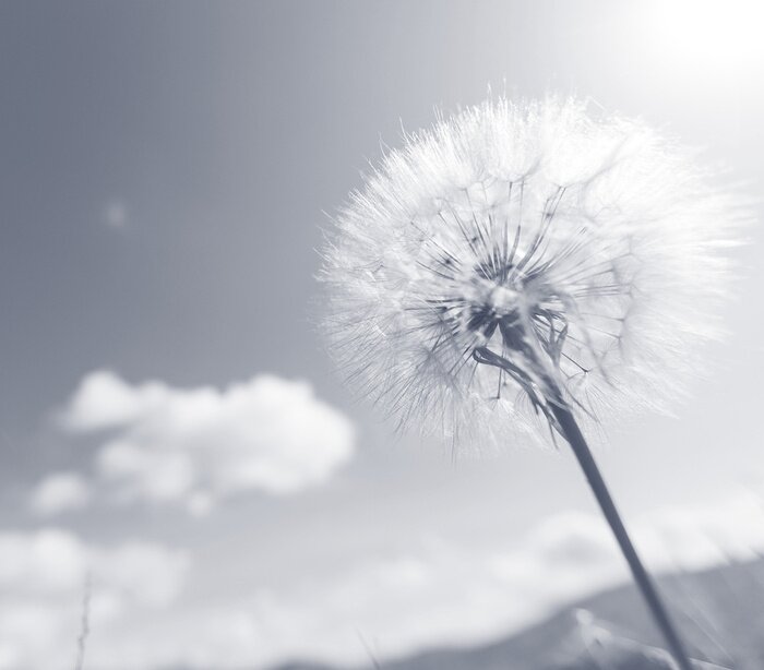 Fototapete Schwarz-weisse Makrofotografie vom Löwenzahn