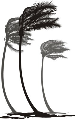Schwarz-weiße Palmen während eines Sturms