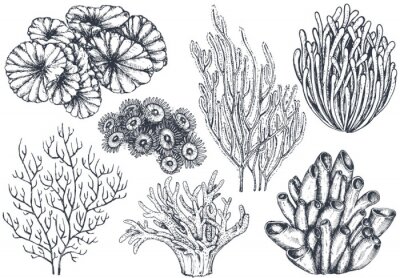 Fototapete Schwarz-weiße Pflanzen des Korallenriffs