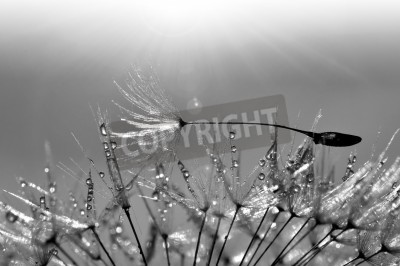 Fototapete Schwarz-weiße Pusteblume