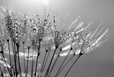 Fototapete Schwarz-weiße Pusteblume in der Sonne