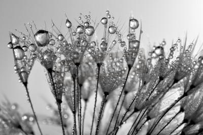 Fototapete Schwarz-weiße Pusteblumensamen