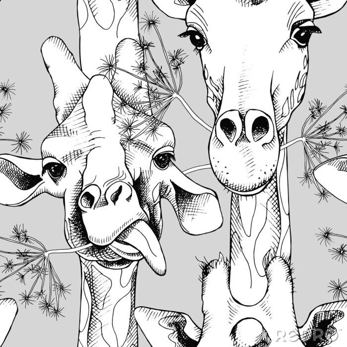 Fototapete Schwarz-weiße süße Giraffen auf grauem Hintergrund