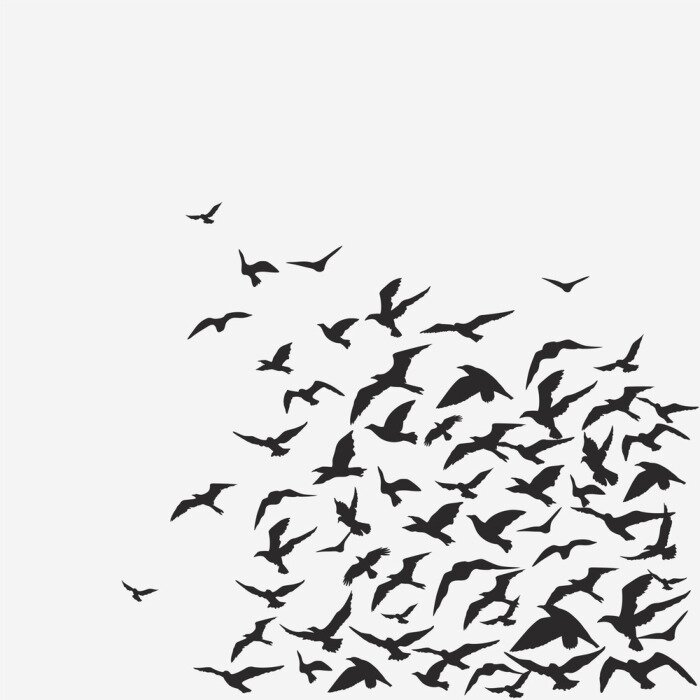 Fototapete Schwarz-weiße Vögel