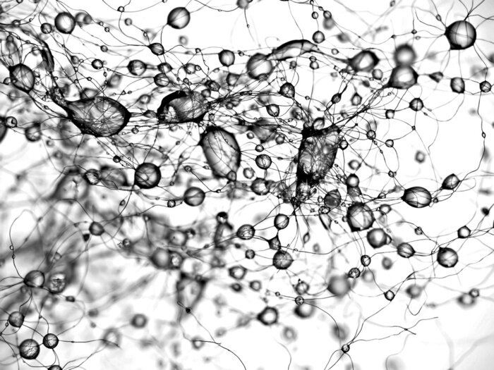 Fototapete Schwarz-weiße Wassertropfen