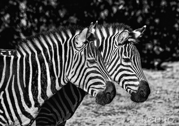 Fototapete Schwarz-weiße Zebras im Zoo