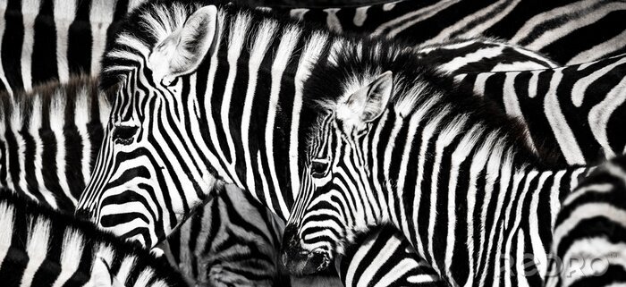 Fototapete Schwarz-weiße Zebras in der Herde