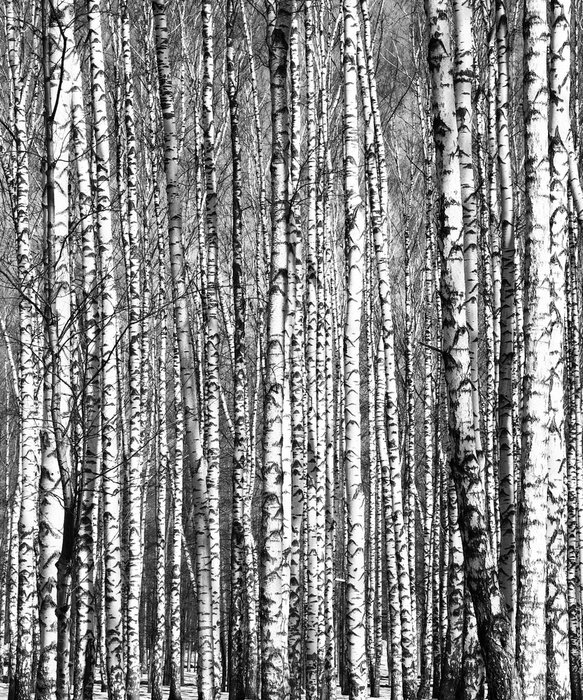 Fototapete Schwarz-weißer Birkenhain