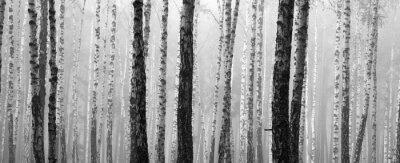 Fototapete Schwarz-weißer Birkenwald