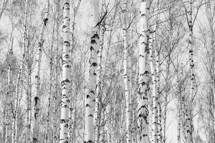 Fototapete Schwarz-weißer Birkenwald