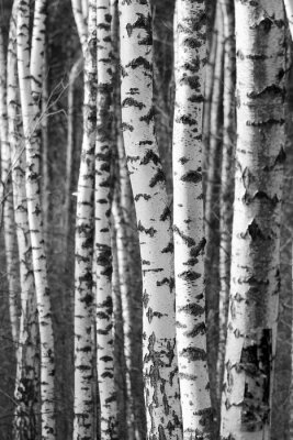 Fototapete Schwarz-weißer Hintergrund mit Birkenstämmen