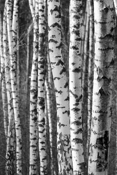 Fototapete Schwarz-weißer Hintergrund mit Birkenstämmen