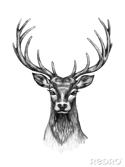 Fototapete Schwarz-weißer Hirschkopf mit großem Geweih