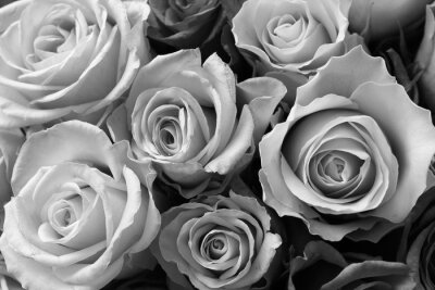 Fototapete Schwarz-weißer Rosenstrauß