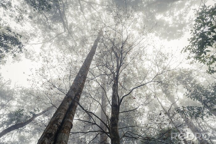 Fototapete Schwarz-weisser Wald im Nebel