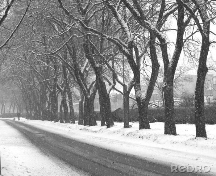 Fototapete Schwarz-weißer Winterweg