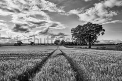 Fototapete Schwarz-weißes Feld