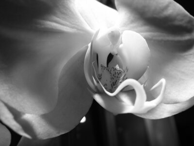 Fototapete Schwarz-weißes Foto von Orchidee