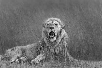 Fototapete Schwarz-weißes Konzept eines im Gras liegenden Löwen