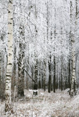 Fototapete Schwarz-weißes Motiv des Birkenwaldes