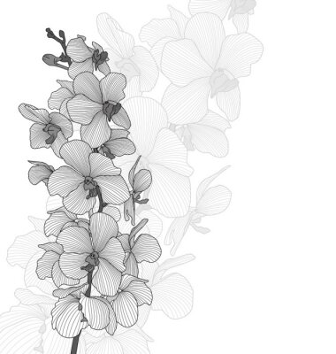 Fototapete Schwarz-weißes Motiv mit Orchideen