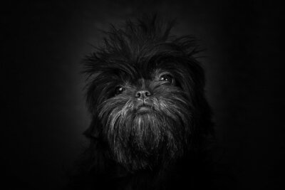 Fototapete Schwarz-weißes Muster mit einem Hund