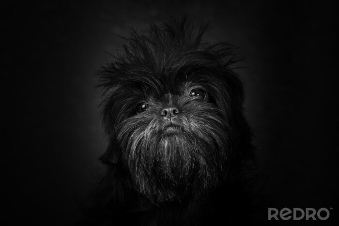 Fototapete Schwarz-weißes Muster mit einem Hund